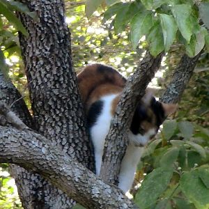 Libby in a tree-02.JPG