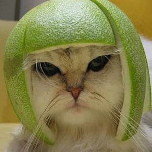 melon-cat.jpg