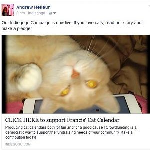 francis cat calendar facebook.JPG
