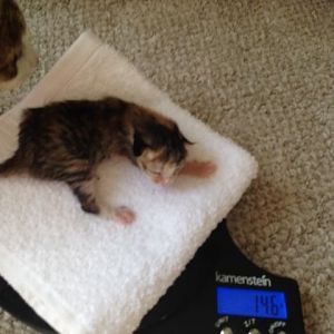 Kitten #2 on the scale 10-14-15.JPG