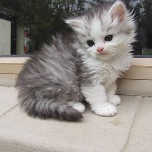 Grey Kitten.jpg