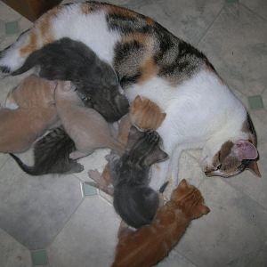 Saffy's kittens 4 weeks 077.JPG
