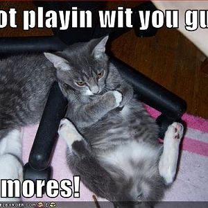 funny-pictures-angry-grey-cat-sulks - playing no m