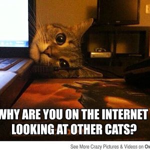 Funny-Cat-Meme-Work-7.jpg