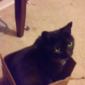 kitty in a box.jpg