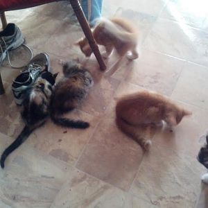 5 Little Kittens.jpg