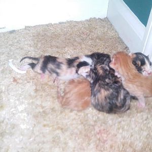 All Five Newborn Kitties.jpg