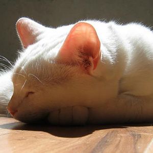 Asleep in the sunspot.jpg