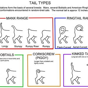 tail-types.jpg