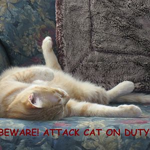 Attack cat on duty.jpg