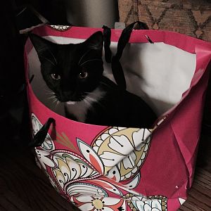 FullSizeRende - Domino in a gift bag.jpg