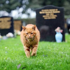 Barney the cemetery cat.jpg