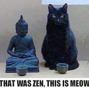 zen cat.jpg