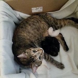 April Fool Kittens and Mommy..jpg