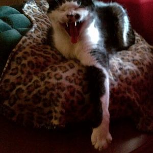 Min's yawn.jpg