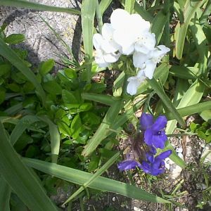 white spiderwort with typical blue.jpg