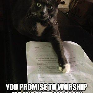 Funny-cat-meme-My-terms-are-simple.jpg