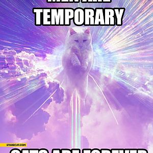 men-are-temporary-cats-are-forever.jpg