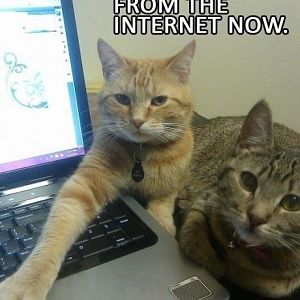 cats and the net.jpg