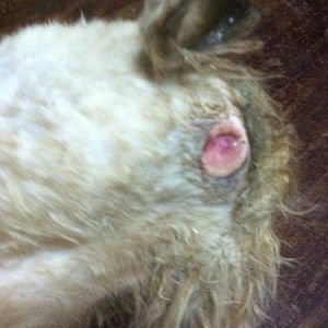 treating_a_dogs_wound_m5.jpg