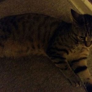 cat-8months-liverpool-is-looking-for-good-home-577