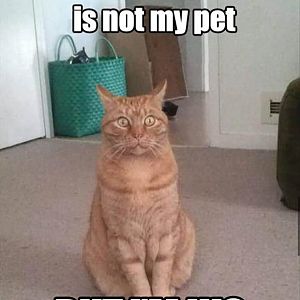 what-if-the-human-is-not-my-pet-funny-cat-meme.jpg