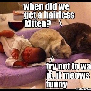 funny-cats-meme-photo-picture-when-did-we-get-a-ha