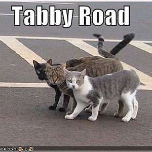 Tabby Road.jpg