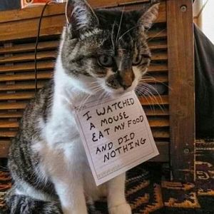 cat-shaming-meme.jpg