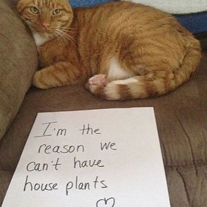 hilarious-cat-funny-photos-cat-shaming8.jpg