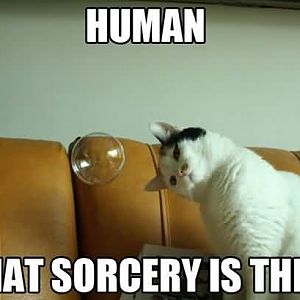 Human-What-Sorcery-Is-This-Cat-LOL-Funny-Meme-Pict