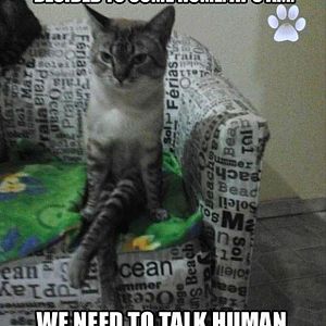 cat-wants-to-talk-funny-lolcats.jpg