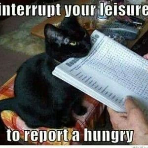 Report a Hungry.jpeg