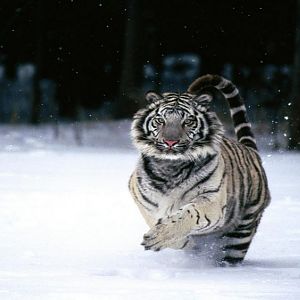 In a Hurry, White Tiger (Copy).jpg