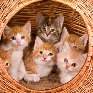 kittens in a basket.jpg