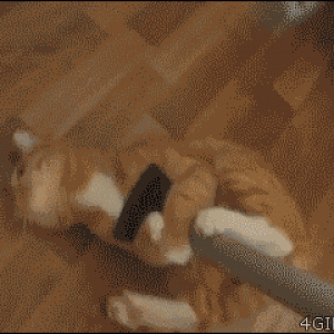 funny_cats_gifs_05.gif