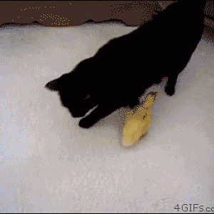 funny_cats_gifs_06.gif