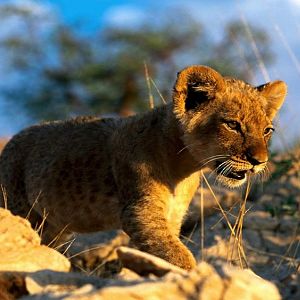 African Lion Cub (Copy).jpg