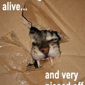 Schrodingers Cat.jpg
