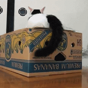 funny_cats_gifs_24.gif