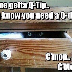 Funny-Cat-Pictures-with-Captions-6.jpg