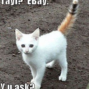 EBay Tail.jpg