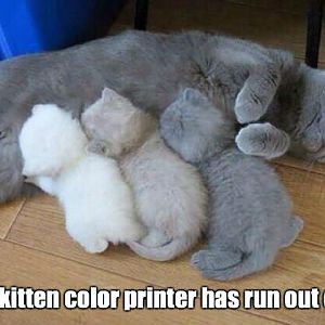the-kitten-color-printer-ran-out-of-ink-meme.jpg