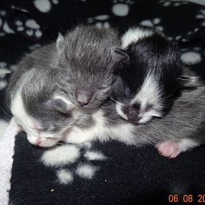 3 kittens.JPG