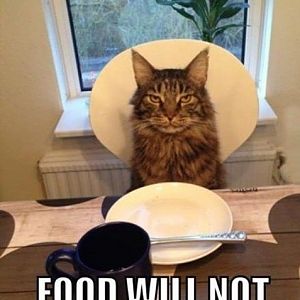 funny-picture-cat-food-human.jpg