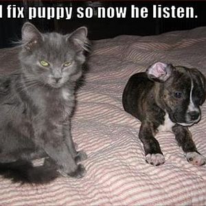 i-fix-puppy-so-now-he-listen.jpg
