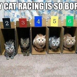 cat_racing.jpg?1453445831