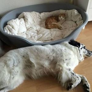 cat-sleeping-in-dogs-bed-and-dog-sleeping-on-the-f
