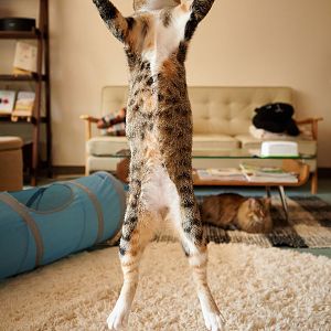 funny-jumping-cats-96__880.jpg