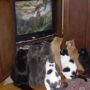a.baa-Cats-Watch-TV.jpg?13484957413638092684